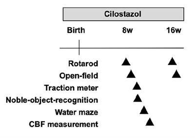 Cilostazol, a Phosphodiesterase 3 Inhibitor, Moderately Attenuates Behaviors Depending on Sex in the Ts65Dn Mouse Model of Down Syndrome